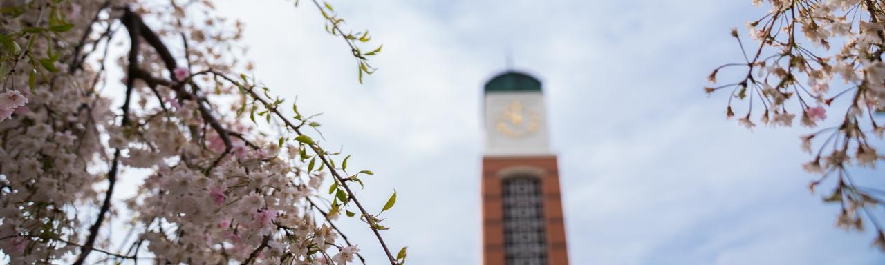 Clocktower surrounded by blossoming tress